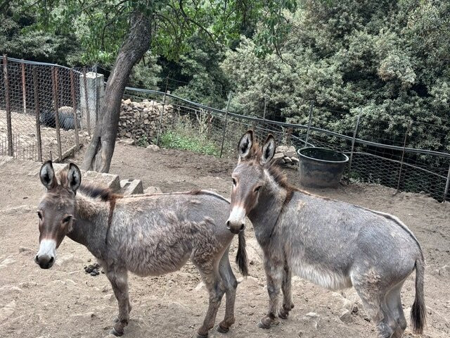 Agriturismo S'Armidda主图
