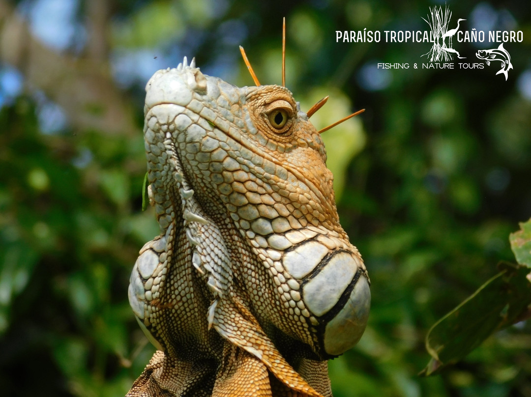 Paraíso Tropical Cano Negro景点图片
