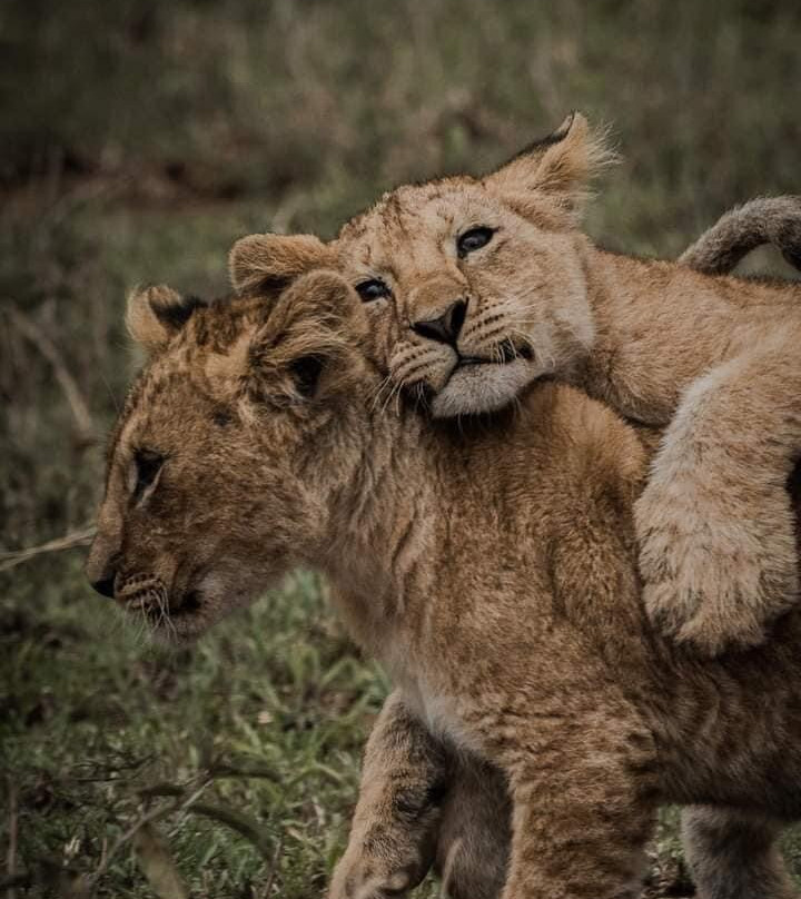 Nasikia Safaris景点图片