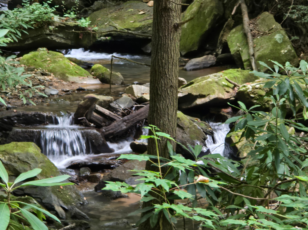 Pearson's Falls Glen景点图片