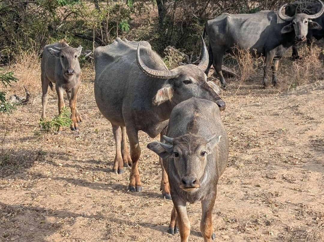 Yala national park景点图片