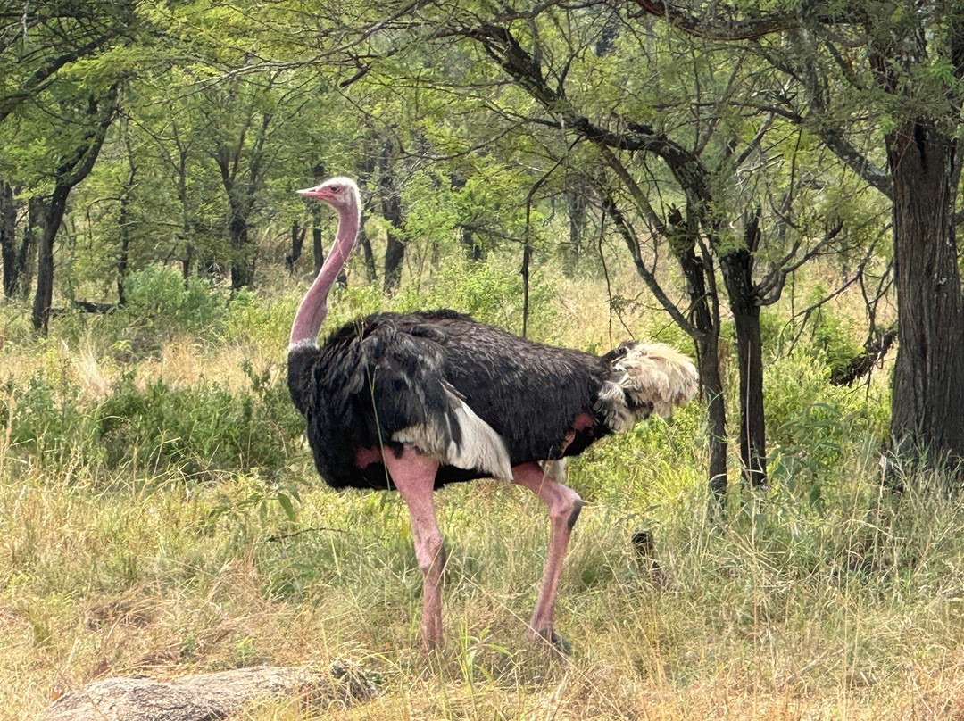 East African Safari And Touring Company-阿鲁沙必去景点