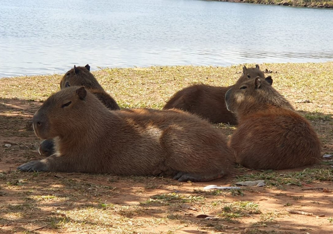 Ermida Dom Bosco-巴西利亚必去景点