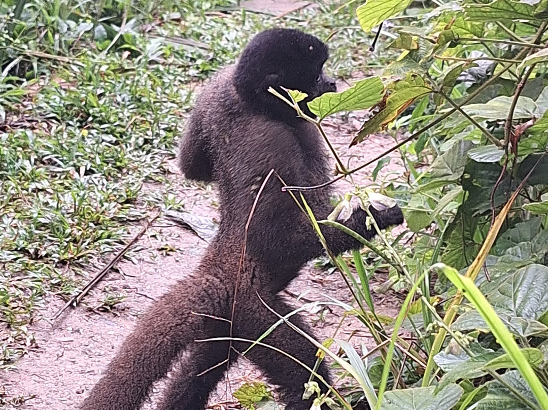 Amazon Peru Travellers景点图片