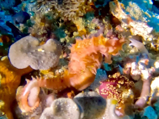 La Galigo Liveaboard-科莫多必去景点