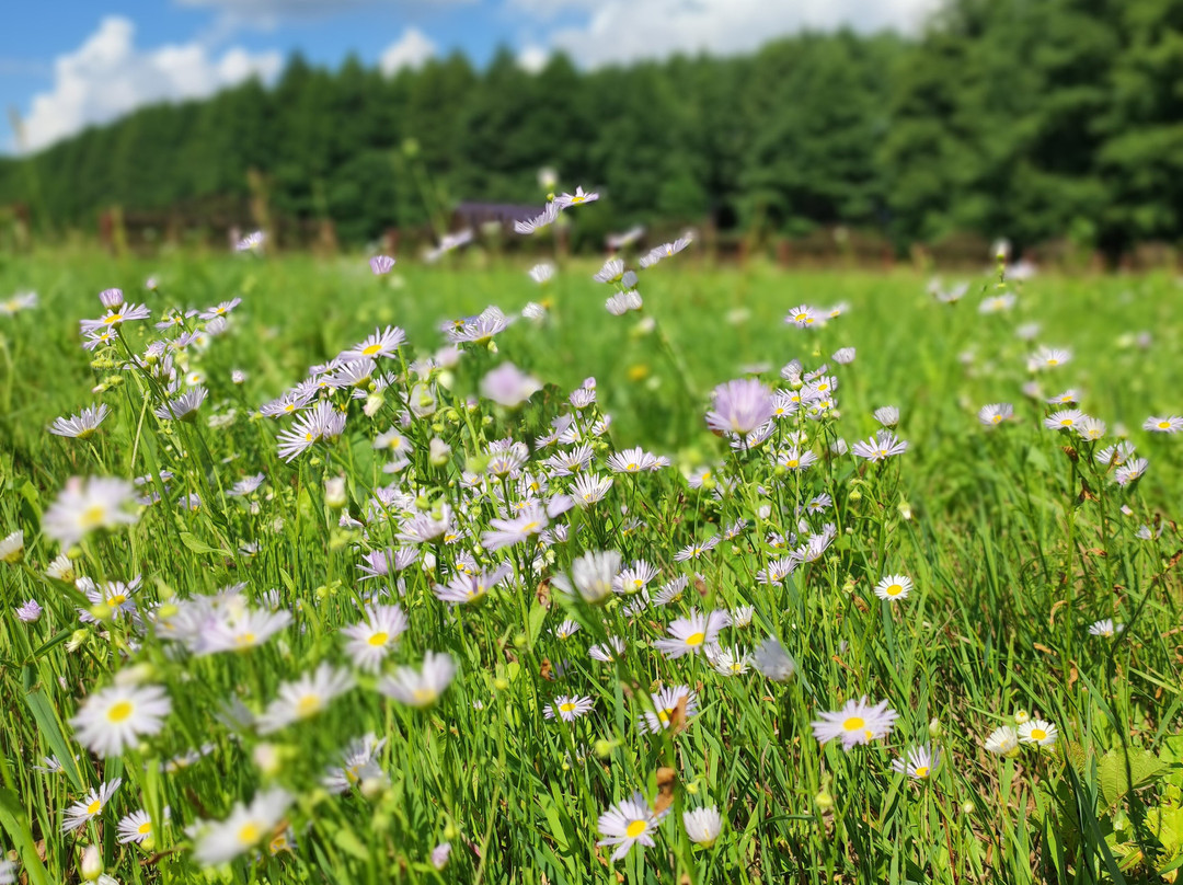 Blue Well/ Blue Krynica-Kliny必去景点