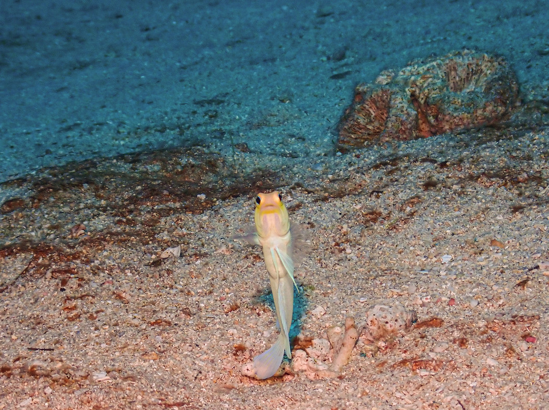 Starfish Scuba-博因顿海滩必去景点