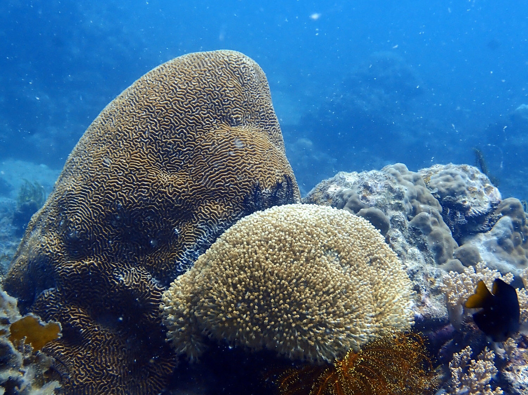 Turtle Divers-爱妮岛必去景点