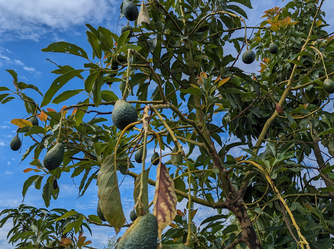 Orchard Of Flavours景点图片