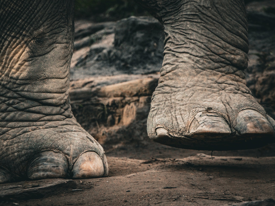 Chiangmai Elephant Sanctuary-清迈必去景点