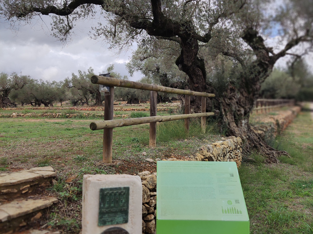 Olivos Milenarios-Canet lo Roig必去景点
