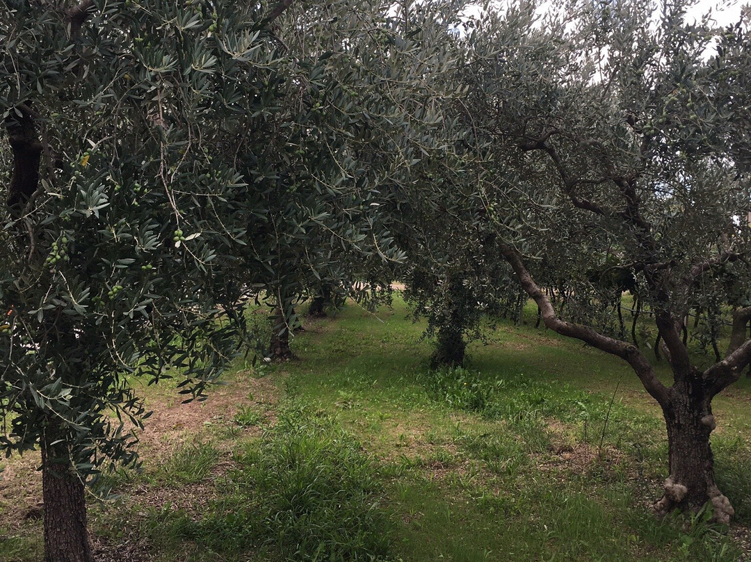 Agriturismo & Agricamping Serena主图