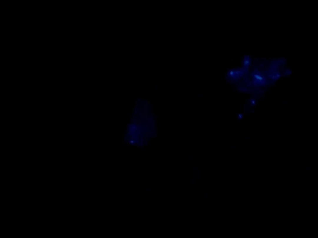 Cat Ba Local-Cat Ba Town必去景点