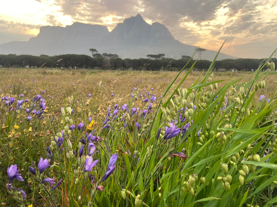 Rondeboschuhh Common-Rondebosch必去景点