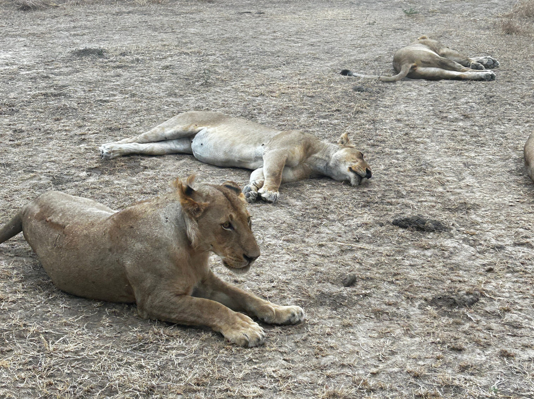 Kingnet Tours and Trave-石头城必去景点