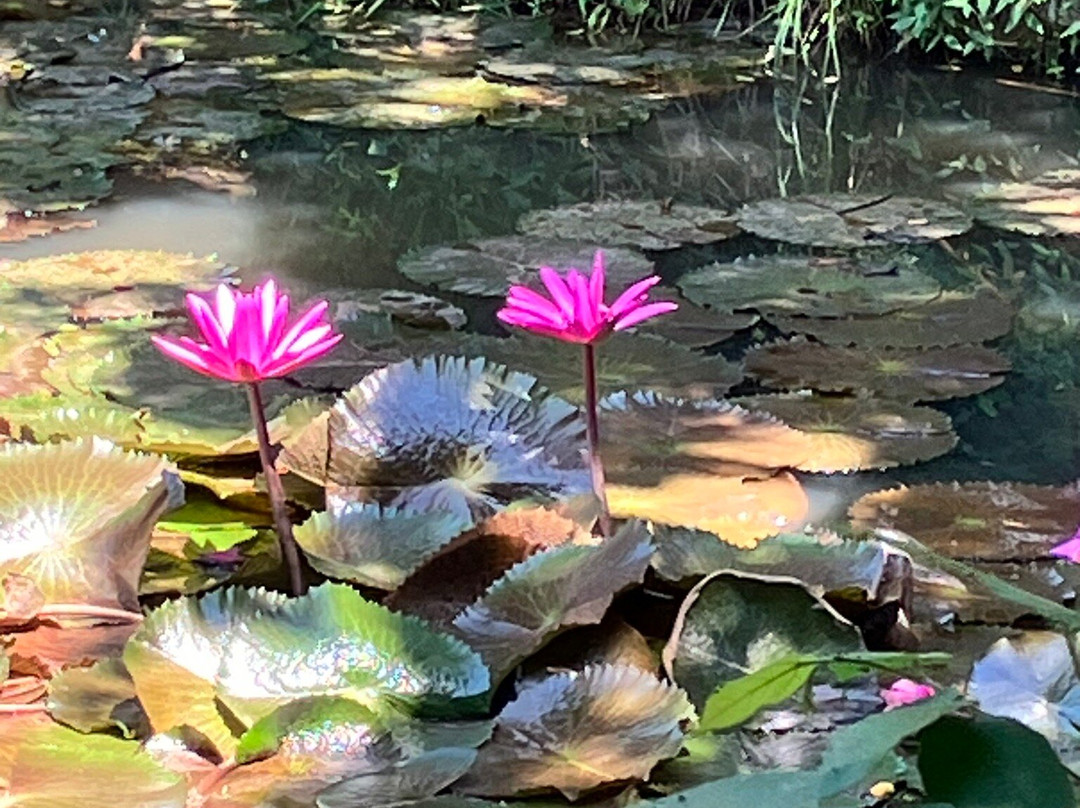 Anapoima Natura主图