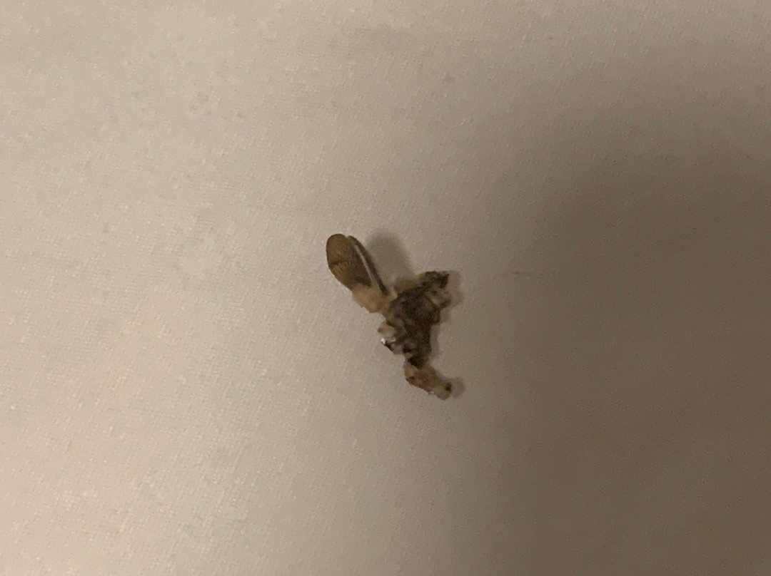 Red Roof Inn Dayton South - Miamisburg主图