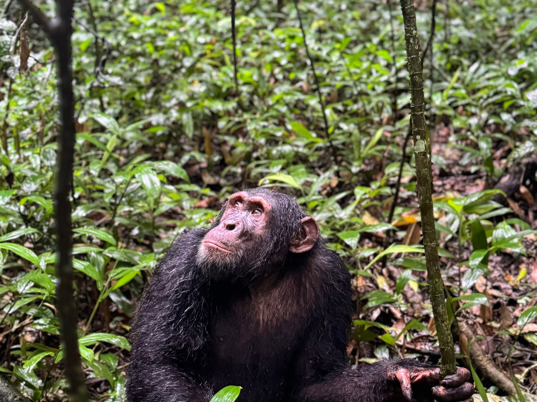 Cisticola Birding and  Nature Tours Uganda-恩德培必去景点