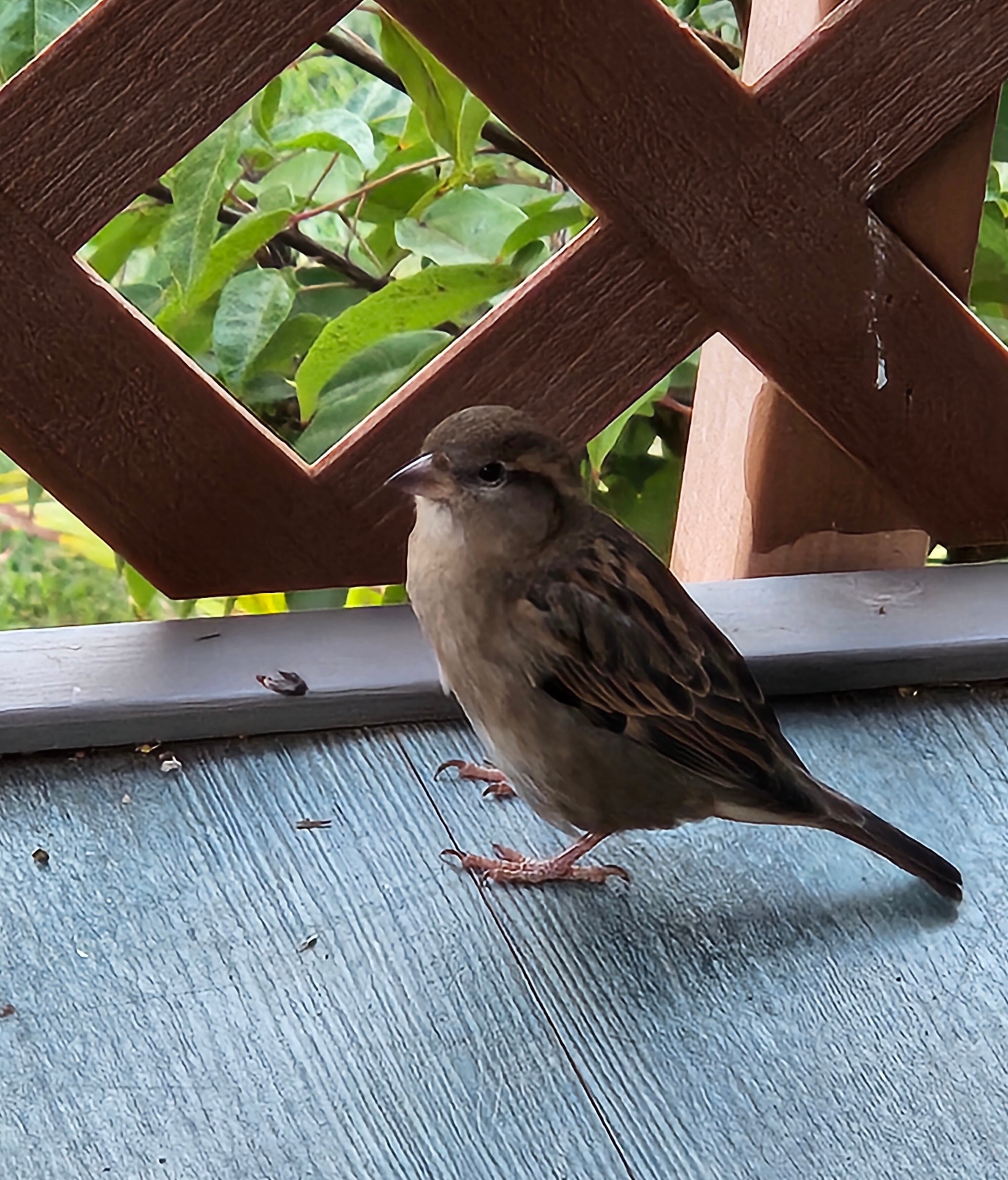 Hotel Moloka'i-客卧