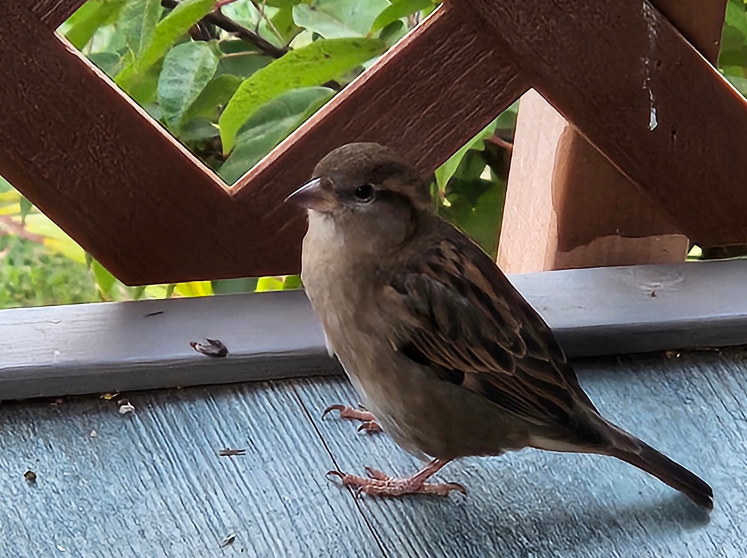 Hotel Moloka'i主图