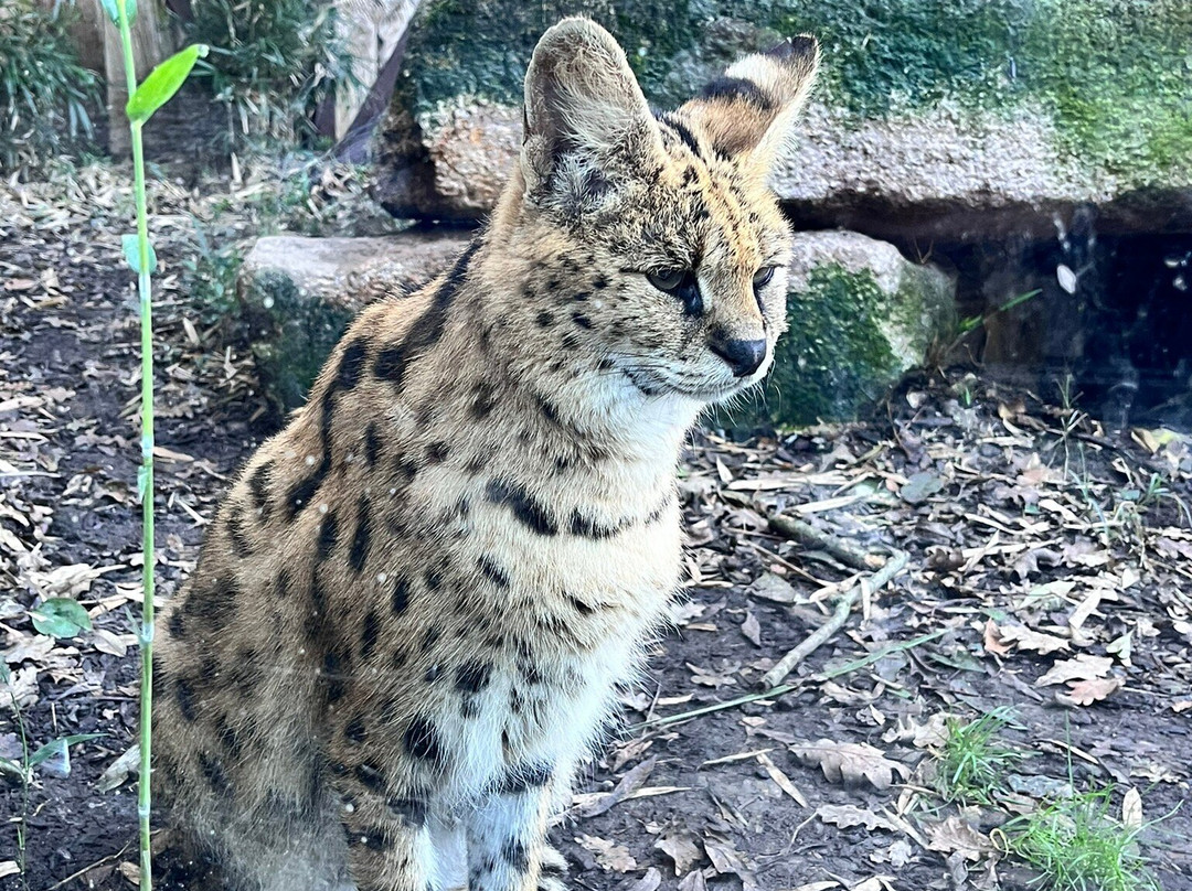 Zoo D'asson景点图片