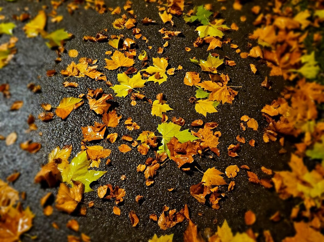 Kurpark Bad Wildbad景点图片