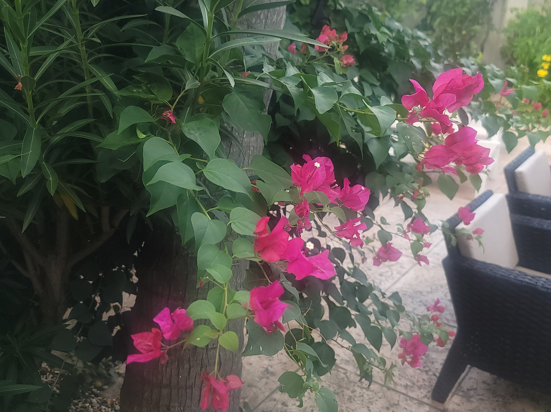 阿鲁巴巴拉特拉公园酒店主图