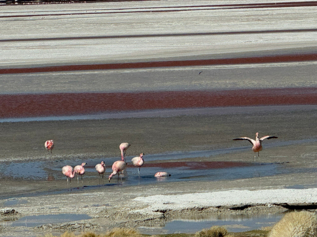 Eduardo Avaroa National Reserve of Andean Fauna景点图片