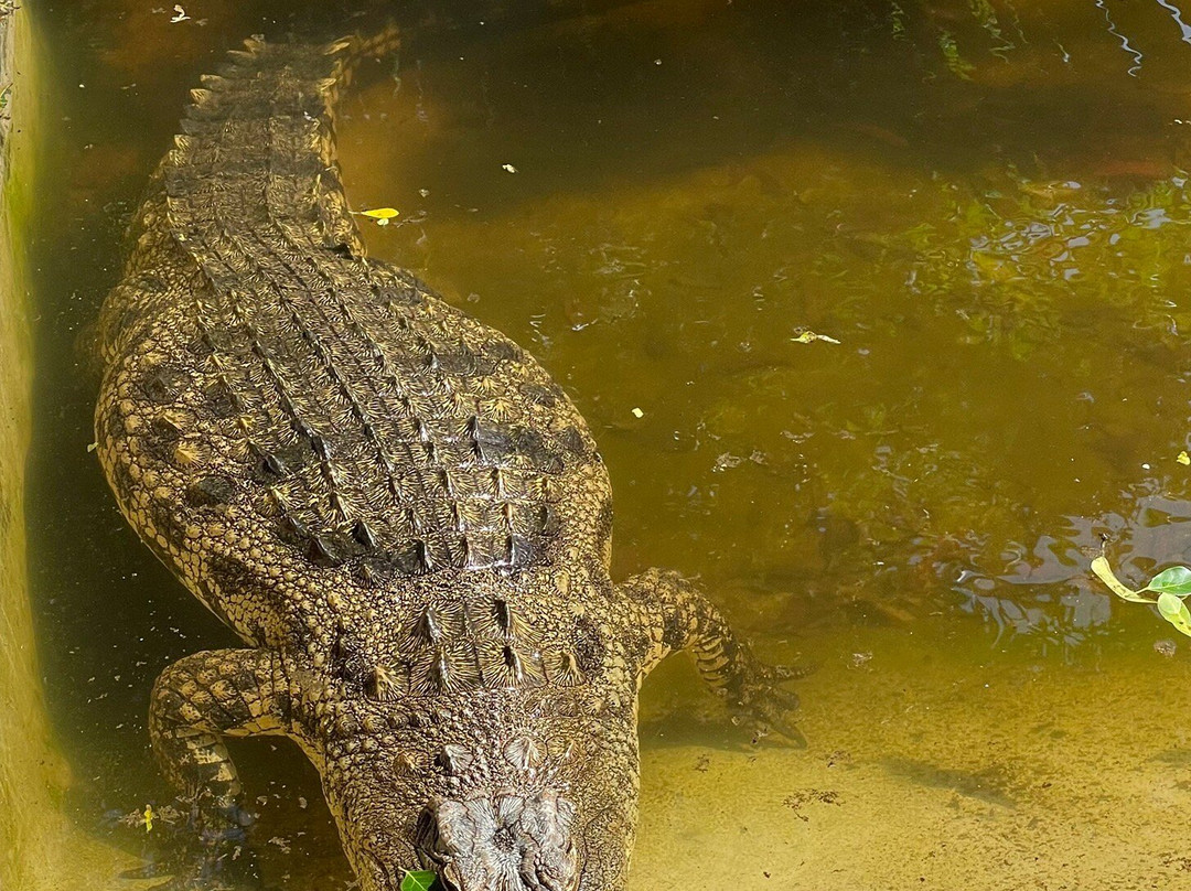 Crocodile Centre St Lucia-圣露西亚必去景点
