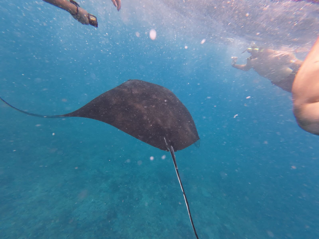 Manta Discovery-Ped必去景点