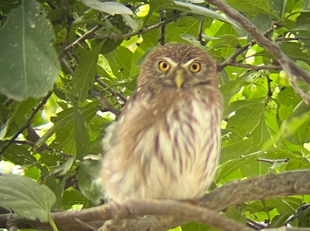 Bird Guide Cornelio-瓦图尔科必去景点