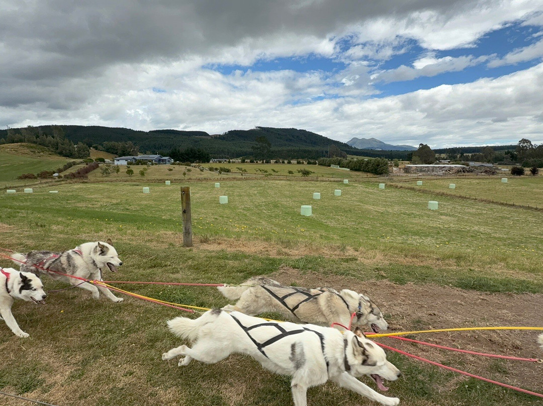 Timberline Racing Siberian Huskies景点图片