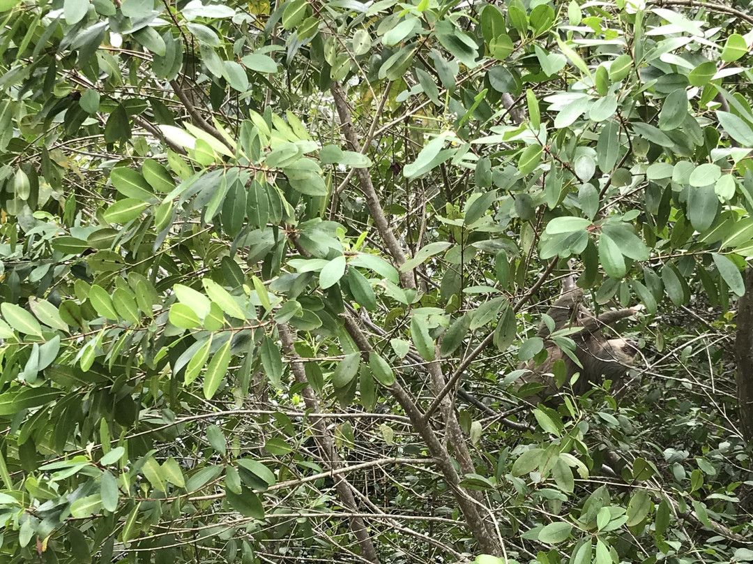 Tortuguero Canal-利蒙港必去景点
