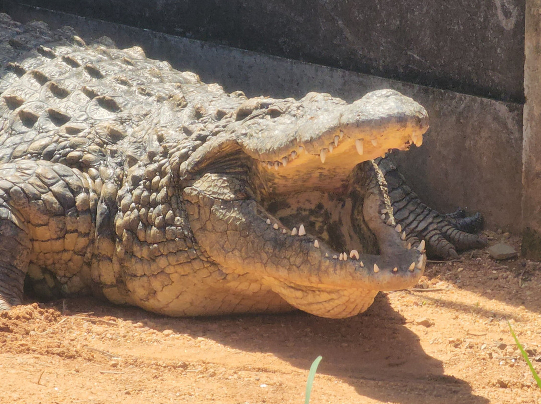 Agatha Crocodile Ranch-参宁必去景点