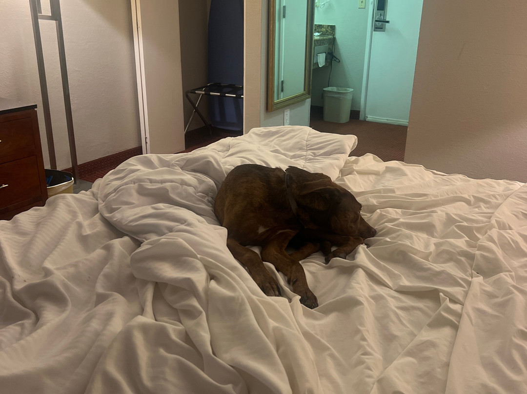 Baymont Inn & Suites by Wyndham主图