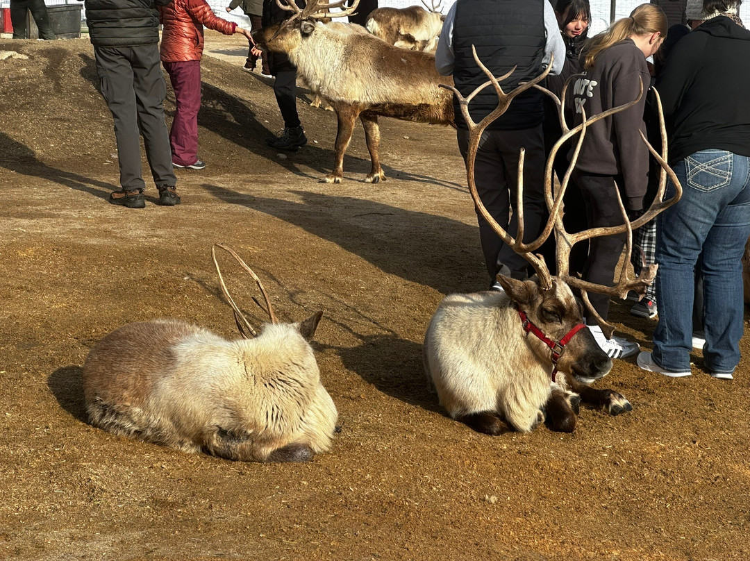 Leavenworth Reindeer Farm景点图片