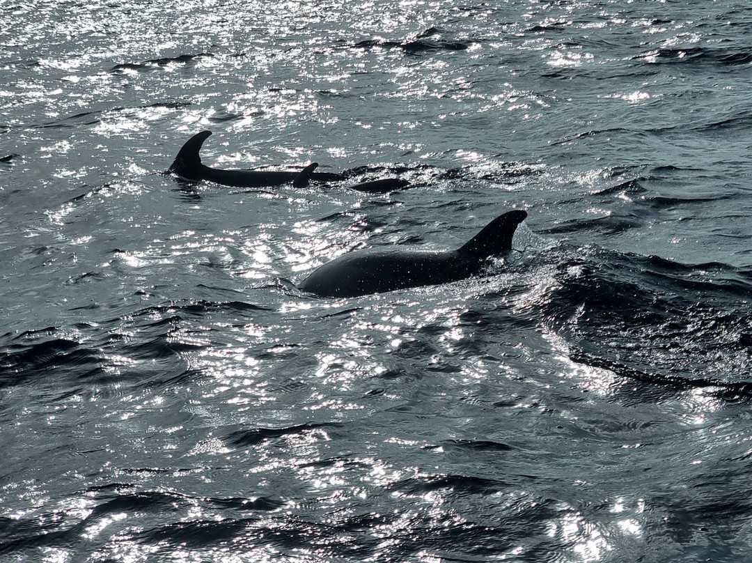 Dauphins Martinique-Trois-Ilets必去景点