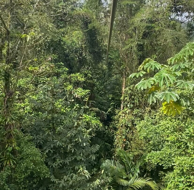 Jacamar Naturalist Tours-福德圣卡洛斯必去景点