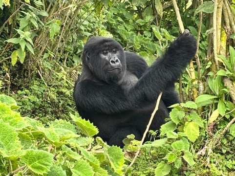 Antique Safari Adventures-恩德培必去景点