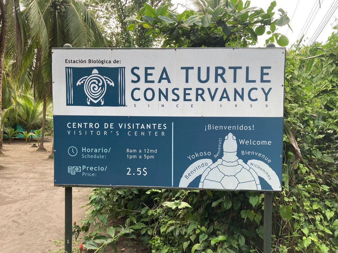 Sea Turtle Conservancy景点图片