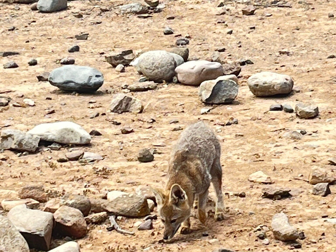 Punta Choros-拉塞雷纳必去景点