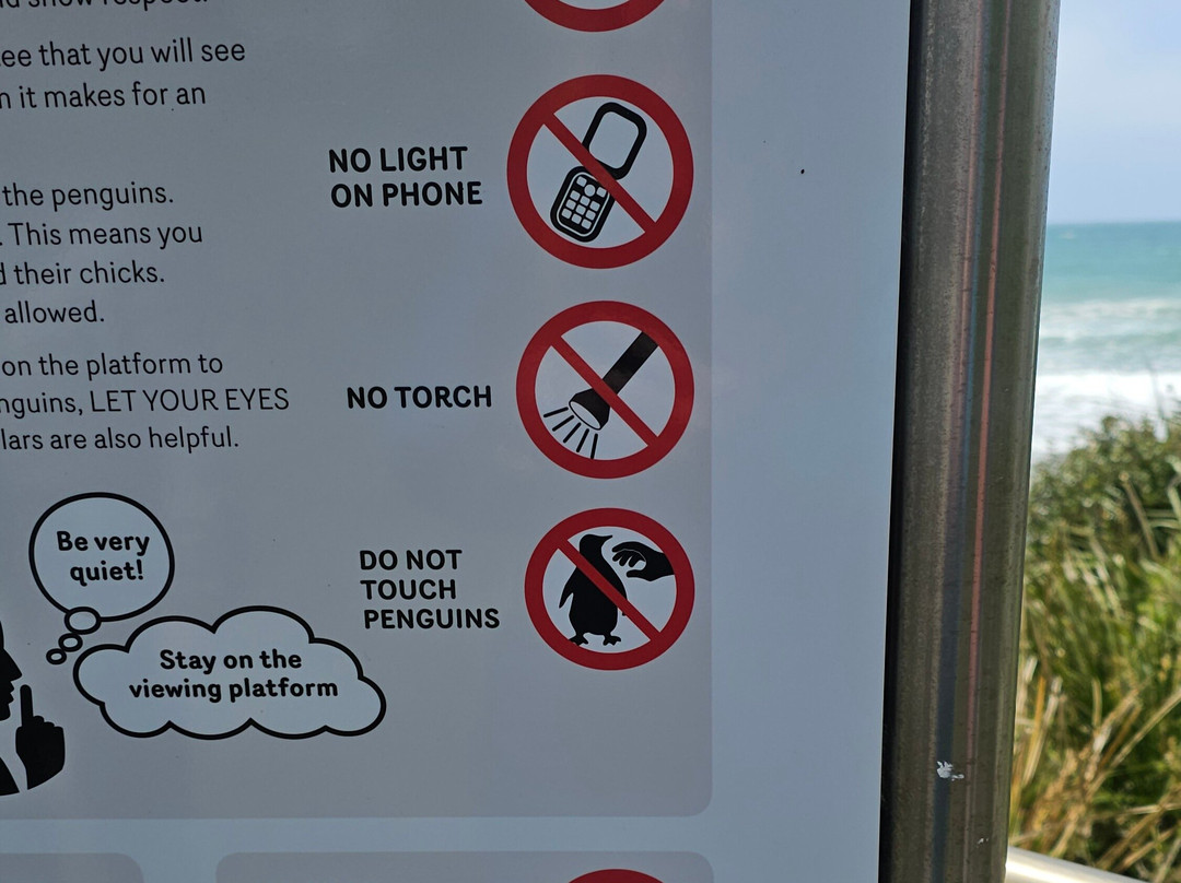 Godfrey’s Beach Penguin Viewing-斯坦利必去景点
