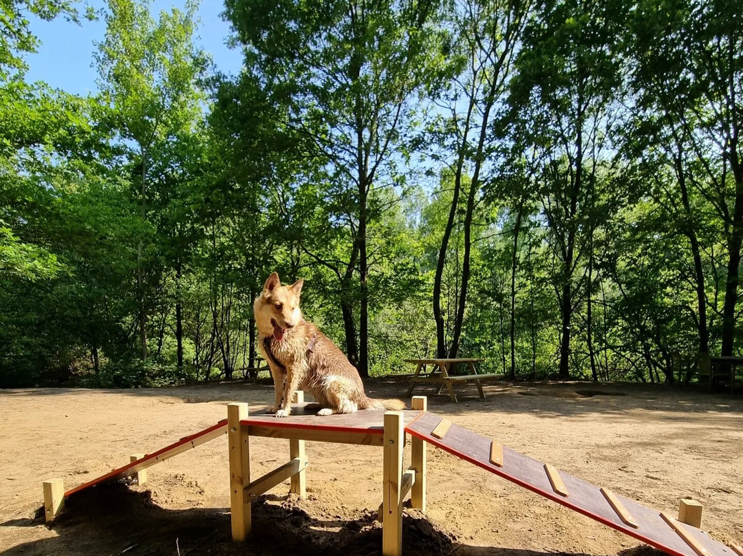 Foxies Forest景点图片