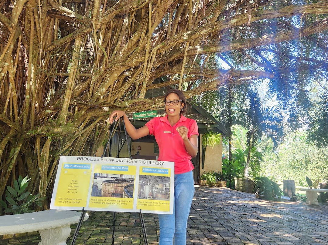 Hampden Estate-法尔茅斯必去景点