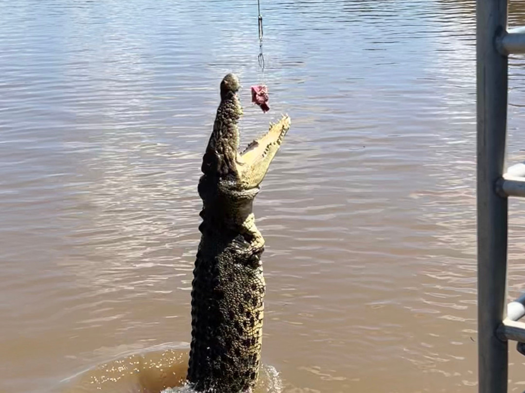 Spectacular Jumping Crocodile Cruise景点图片
