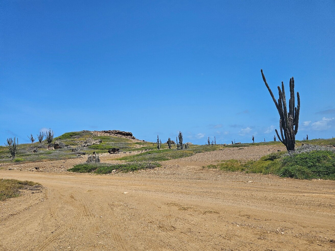 Wannadive Bonaire-Kralendijk必去景点