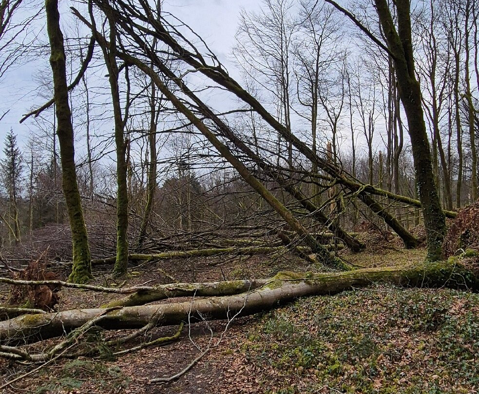 Mullaghmeen Forest-County Westmeath必去景点
