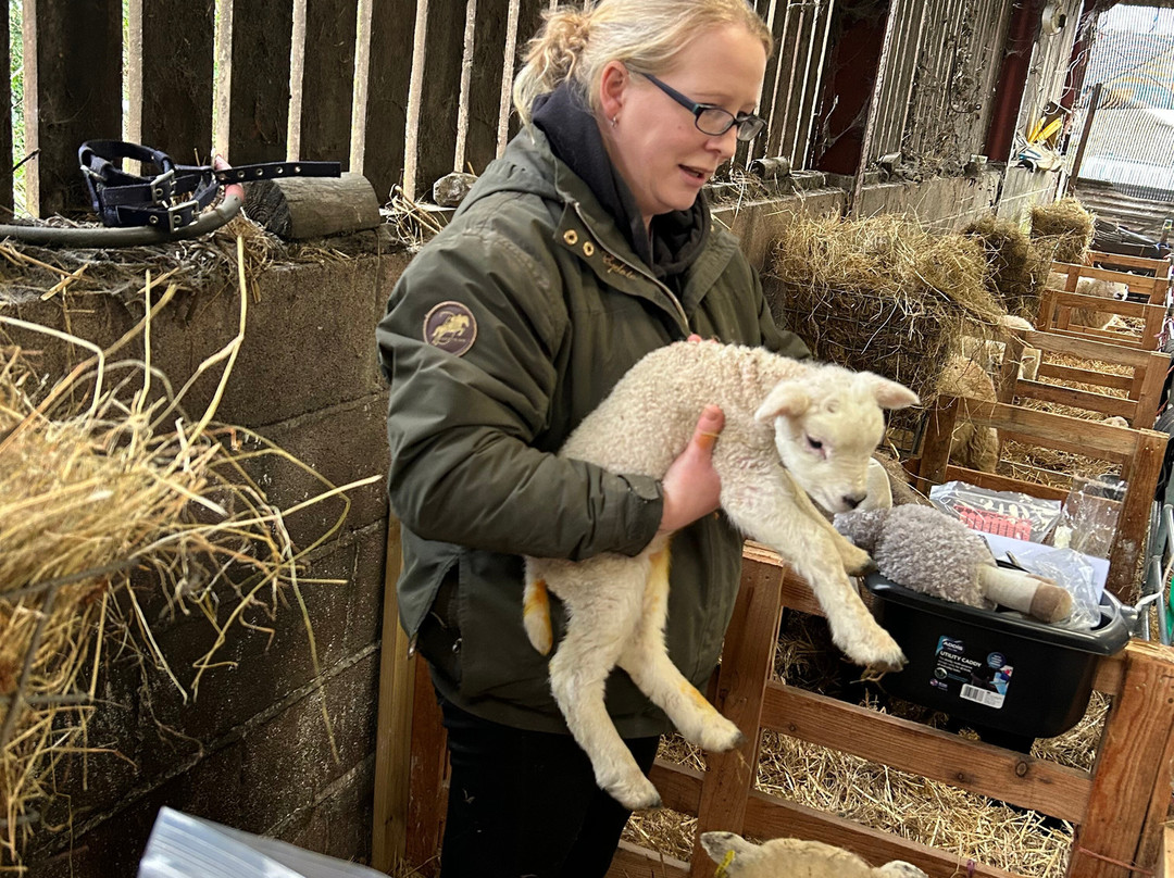 South Lakes Lamb Experiences景点图片