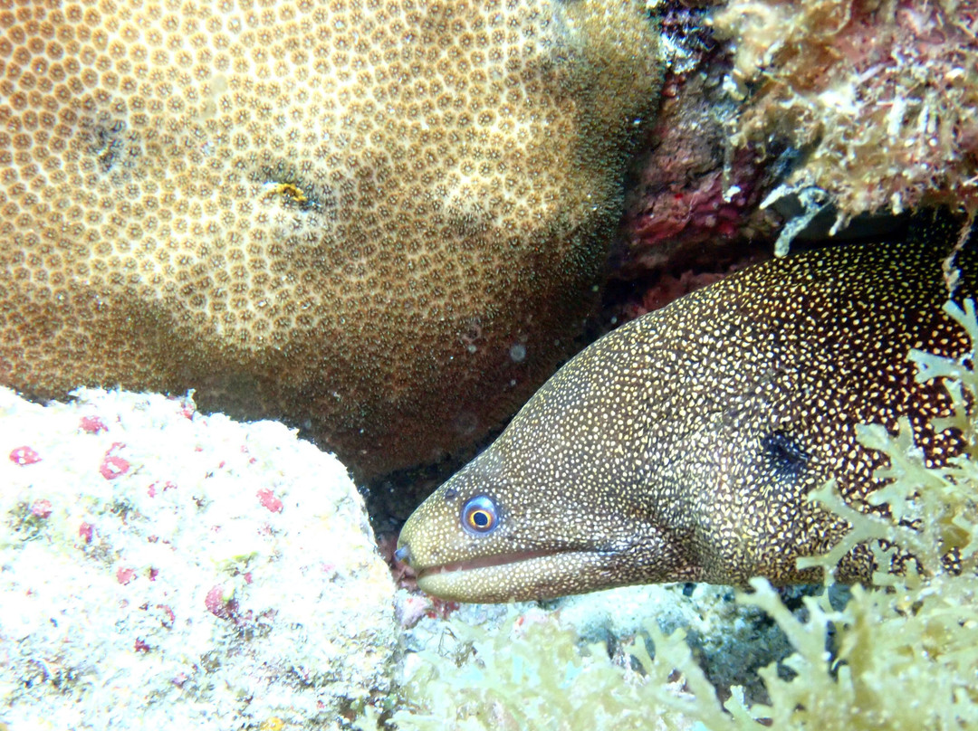 Deep Turtle Plongee-Les Anses d'Arlet必去景点