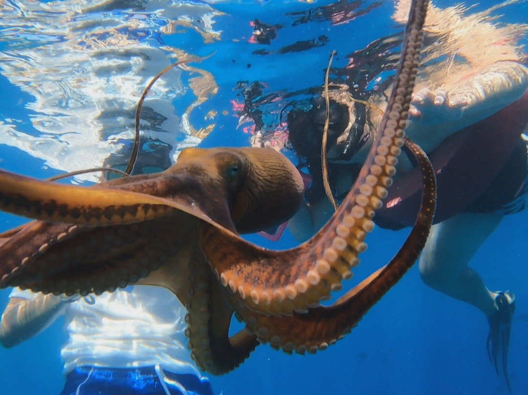 Hawai'i Surf and Kayak-普阿克必去景点